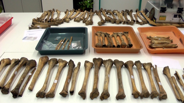 foto: ostatky podrobené zkoumání v antropologických laboratořích Národního muzea