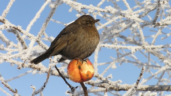 Kosi černí se za teplé zimy bez sněhu mohou stále živit svou nejběžnější potravou – žížalami
