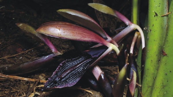 Orchidantha virosa (detail)