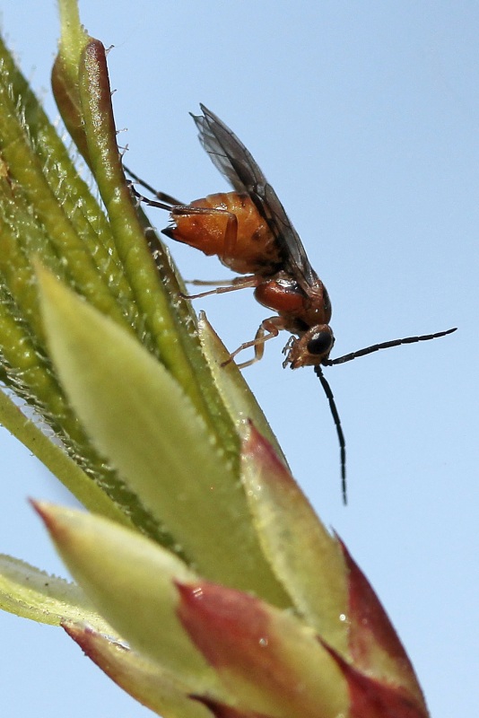 Kladoucí samička pilatky Nematus lipovskyi do pupenu pěnišníku