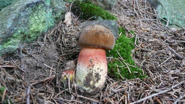 Hřib kovář. Jedlá a velmi dobrá houba, vyžaduje delší tepelnou úpravu (zdroj: Miriam Brožíková)