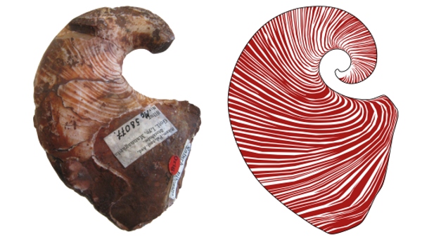 Barevné vzory na schránce hlavonožce Phragmoceras dubium ze Švédska (vlevo jeden ze studovaných exemplářů, vpravo rekonstrukce). 