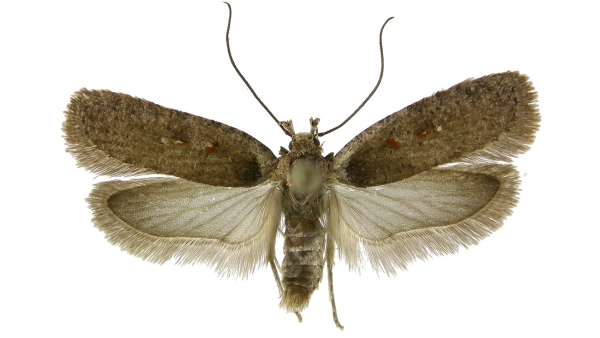 Plochuška Agonopterix oinochroa (Turati, 1879). Na snímku sbírkový doklad ulovený autorem článku na Šobesu 28.března.2003. Housenka se vyvíjí na kručinkách.