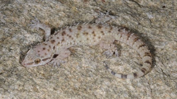 Živý jedince gekona druhu Hemidactylus granosus, zdroj: Národní muzeum