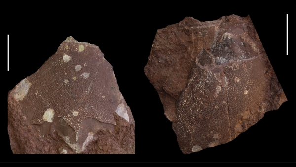 Fotografie nalezených desek tvořící pancíř plakodermy druhu Antineosteus rufus. Měřítko představuje 5 cm (zdroj: Národní muzeum)