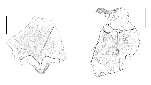 Nákres nalezených desek tvořící pancíř plakodermy druhu Antineosteus rufus. Měřítko představuje 5 cm (zdroj: Národní muzeum)