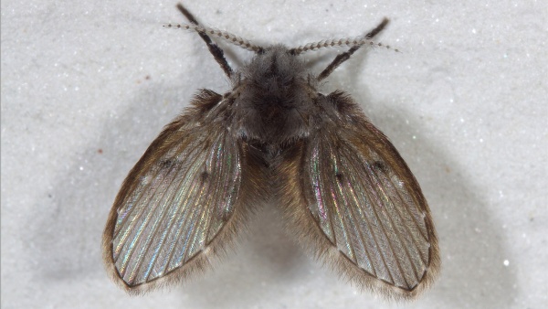 Fotografie. Koutule skvrnitá (Clogmia albipunctata), sameček tohoto druhu je velmi podobný samičce, ale na zadečku mu chybí kladélko a bývá obvykle trochu větší (4-5 mm). Zdroj: M. Šuláková.