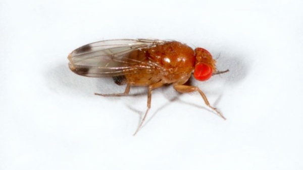Fotografie. Sameček octomilky asijské (Drosophila suzukii) s typickou skvrnou na křídlech. M. Hauser.