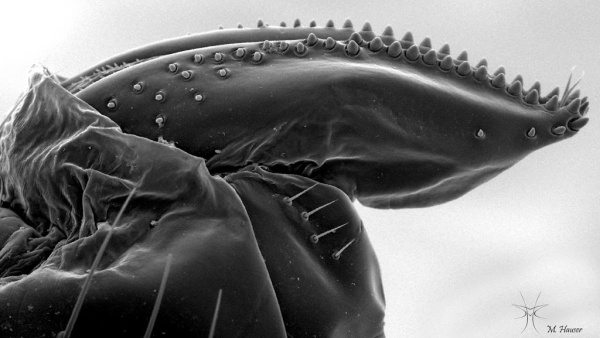 Fotografie. Pilovité kladélko samičky octomilky asijské (Drosophila suzukii), kterým propichuje pokožku ovocných plodů. Zdroj: M. Hauser