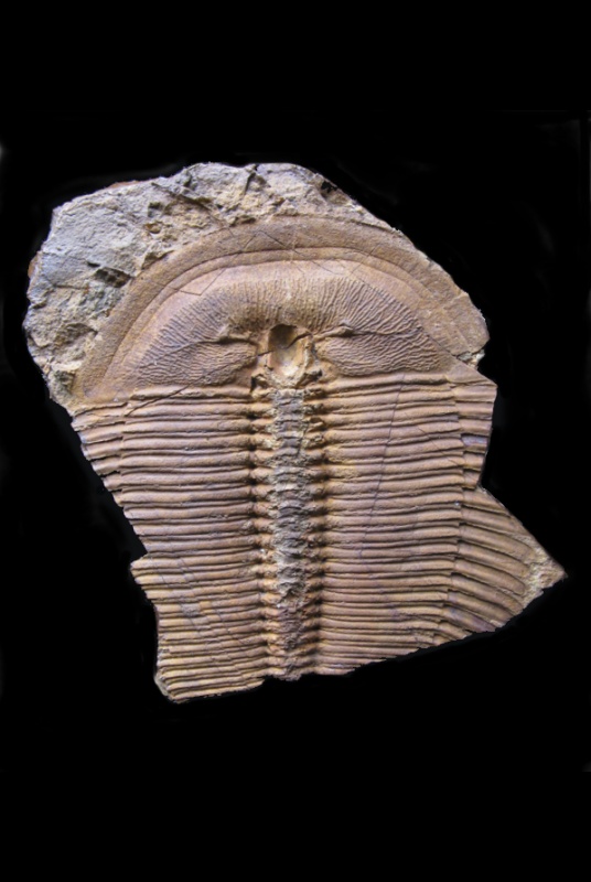 Fotografie. Vzácná zkamenělina trilobita druhu Harpides grimmi bude jednou z perel nových expozic. Více se o tomto neobvyklém nálezu dozvíte v připojeném videu. Exemplář ze sbírek paleontologického oddělení NM. Zdroj: Národní muzeum