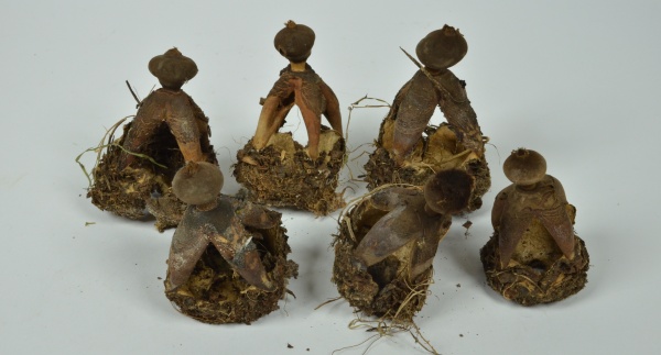 Fotografie. Geastrum fornicatum - hvězdovka klenbová. Vzácnější houba, která roste na tlusté vrstvě opadu v teplejších listnatých lesích. Exemplář ze sbírek mykologického oddělení NM. Zdroj: Národní muzeum