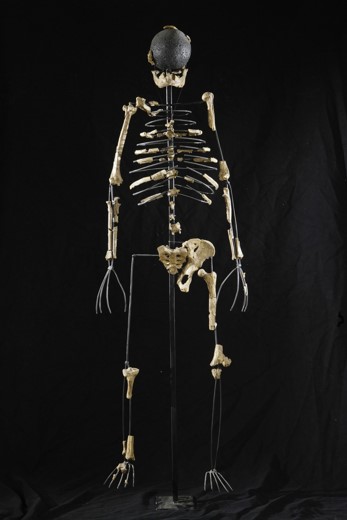 Fotografie. Kopie nalezených částí kostry proslulé „Lucy“ (Australopithecus afarensis). Foto Archiv Národního muzea.