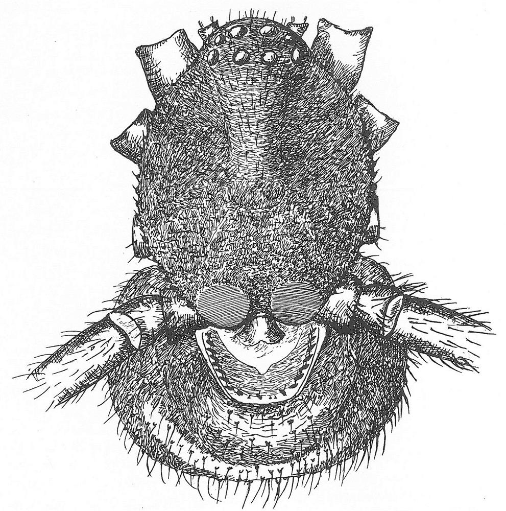 Když samec snovačky pokoutní ohne zadeček, uvidíme v jeho přední části zoubky, kterými drnká o dvě vroubkatá políčka na zadní části hlavohrudi. Převzato z Nielsena (1932).