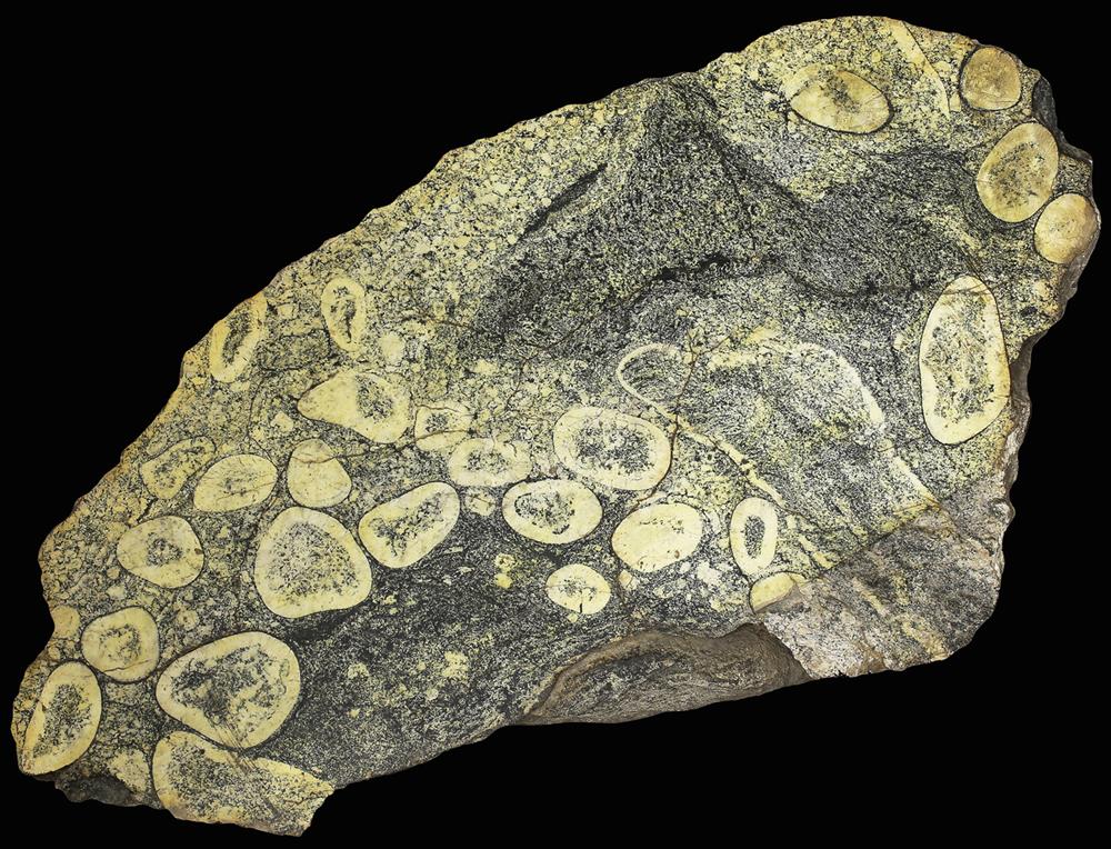 Orbikulární hornina (křemenný diorit) z Muckova u Černé v Pošumaví je stará přibližně 2 miliardy let. Rozměry vzorku jsou 95 × 50 × 33 cm. Foto: L. Váchová.