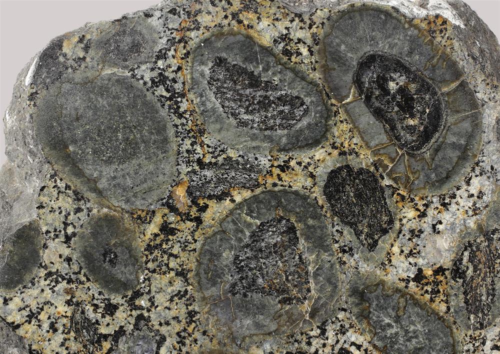 Na tomto vzorku jsou vidět tmavé úlomky přeměněných hornin obalené lemem tvořeným minerálem cordieritem (Häuslern, Rakousko). Foto: F. Vacek.