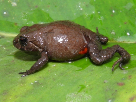 Tento nový druh žáby dostal jméno frynopa kaštanová (Phrynopus badius) 