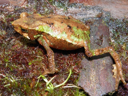 Ropucha yanachaga (Rhinella yanachaga) dostala své latinské jméno podle pohoří, ve kterém žije