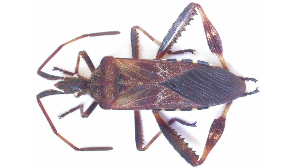 Vroubenka americká (Leptoglossus occidentalis) 