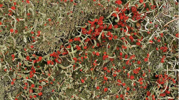 Cladonia macilenta (dutohlávka vyzáblá) – jedna z mnoha druhů dutohlávek s červenou barvou plodnic, kterou způsobuje kyselina rodokladonová (zdroj: Národní muzeum)