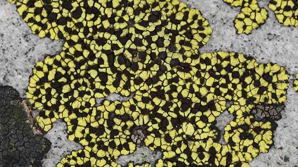 Rhizocarpon effiguratum – těchto žlutých mapovníků existuje řada druhů, ale jejich společným znakem je přítomnost kyseliny rhizokarpové, která zapříčiňuje tuto výraznou barvu (zdroj: Národní muzeum)