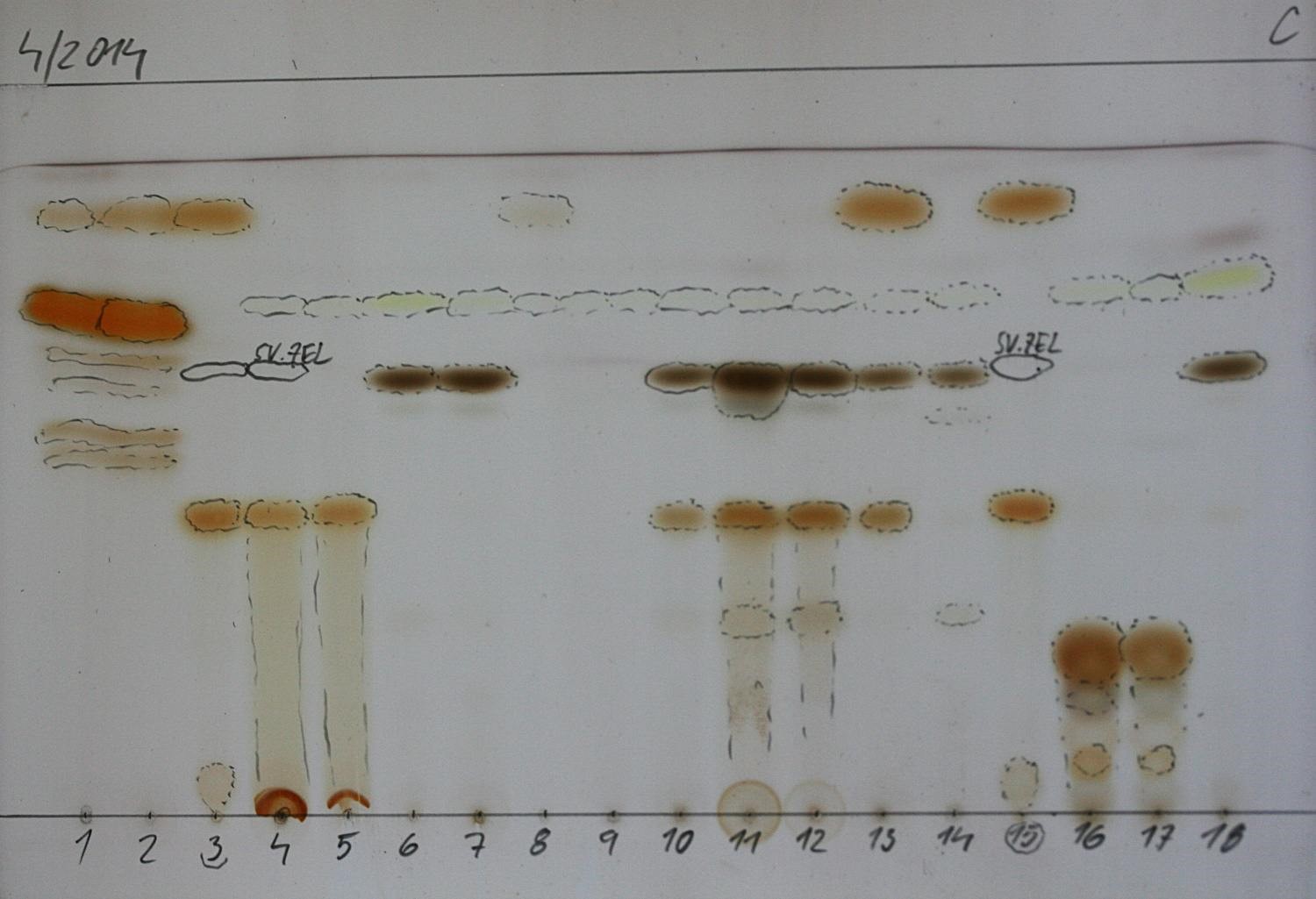TLC deska – ukázka rozložení sekundárních metabolitů podle velikosti molekul na chromatografické desce (zdroj: Národní muzeum)