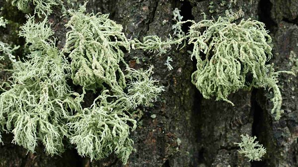 Usnea hirta (provazovka srstnatá) – její žlutozelená barva je způsobena kyselinou usnovou, která má prokázané protirakovinné účinky (zdroj: Národní muzeum)