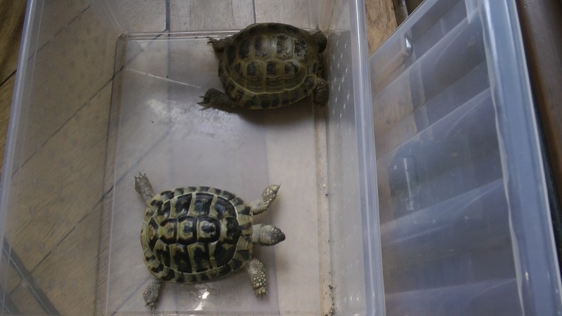 Želva, která se objevila ve spotu, nebyla ve skutečnosti jen jedna. Na natáčení dorazily hned dvě. Jedna hezčí než druhá (zdroj: Národní muzeum) Želva, která se objevila ve spotu, nebyla ve skutečnosti jen jedna. Na natáčení dorazily hned dvě. Jedna hezčí než druhá (zdroj: Národní muzeum)