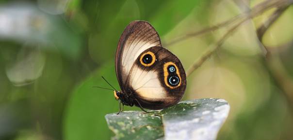 Pro babočkovitého motýla Taenaris dimona Hewitson, 1862 (podčeleď Morphinae) je Cyclopské pohoří typickým domovem.  Zdroj: Národní muzeum