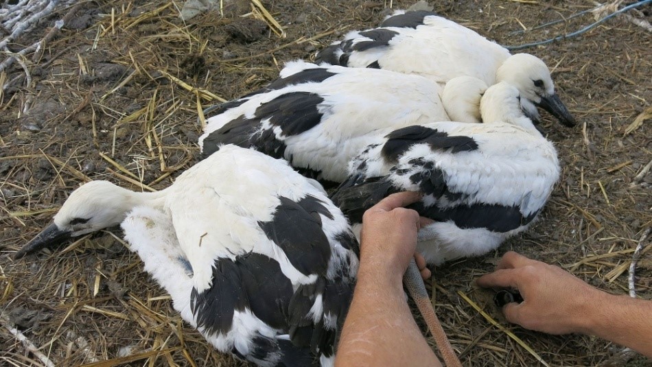 Kroužkování čápů na hnízdě v Draženově (zdroj: archiv DESOP Plzeň) Kroužkování čápů na hnízdě v Draženově (zdroj: archiv DESOP Plzeň)