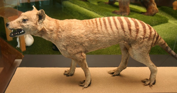 Fotografie. Kůže vakovlka je v Národním muzeu dochovaná ve skvělém stavu. Zdroj: Národní muzeum