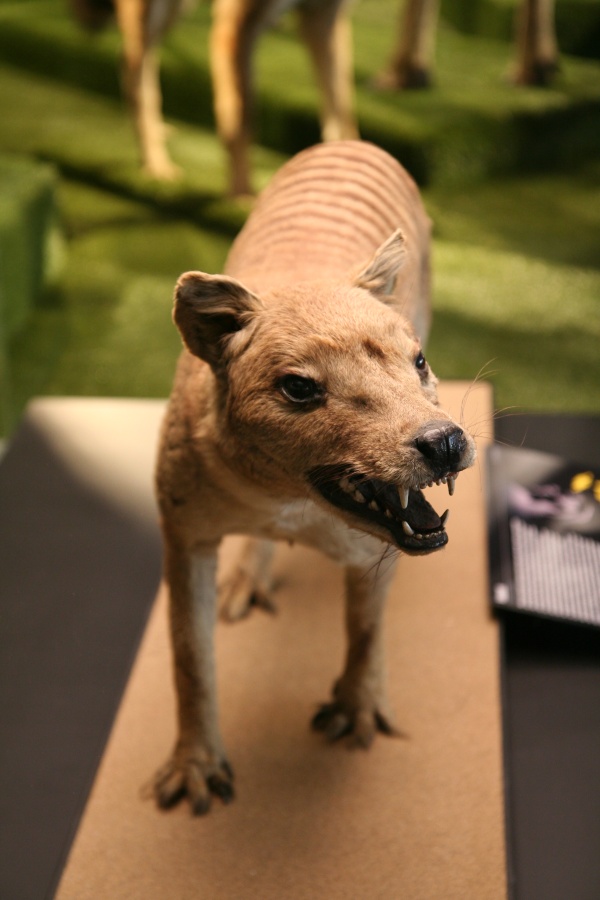 Fotografie. Vakovlk který byl vystavený v expozici Archa Noemova. Zdroj: Národní muzeum