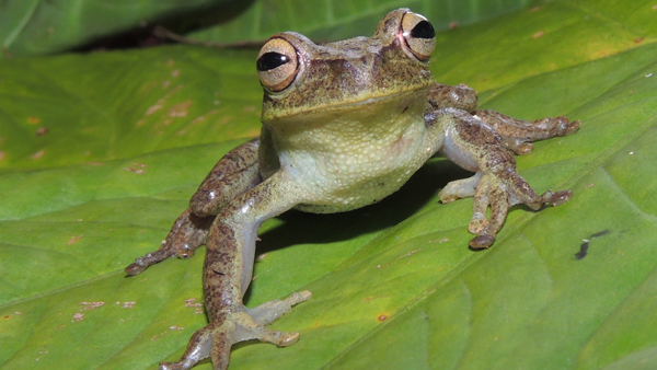 Foto: rosnička rodu Hypsiboas