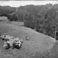 Stádo ovcí a koz pasoucích se na strnisku v Kubíčkových potůčkách u Nového Hrozenkova. Září 1927