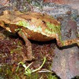 Ropucha yanachaga (Rhinella yanachaga) dostala své latinské jméno podle pohoří, ve kterém žije