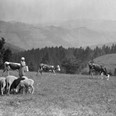 Pasačka skotu a ovcí na Bařinách u Nového Hrozenkova. Červenec 1928