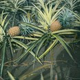 Ananas si A. V. Novák na Tahiti velmi oblíbil. Kolorovaný diapozitiv. (zdroj: Národní muzeum)