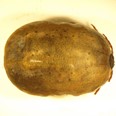 Samice klíštěte Geayova (Amblyomma geayi) získaná z lenochoda dovezeného E. St. Vrázem