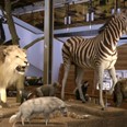 “. Umožňuje totiž soustředit a vystavit populární zoologické sbírky i po celou dobu náročné opravy Historické budovy Národního muzea.