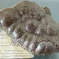 Hematit, Cumberland, Anglie, 9 × 6 cm, původně sbírka O. Settmachera