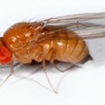 Samička octomilky asijské (Drosophila suzukii).