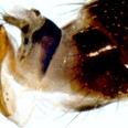 Pilovité kladélko samičky octomilky asijské (Drosophila suzukii), kterým propichuje pokožku ovocných plodů.