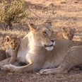 Na druhém setkání poznají malí návštěvníci nejvýznamnější zástupce africké fauny a nejznámější národní parky.