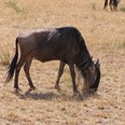 Na druhém setkání poznají malí návštěvníci nejvýznamnější zástupce africké fauny a nejznámější národní parky.