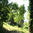 Arboretum Kroužkovací stanice Národního muzea. Zdroj: Národní muzeum