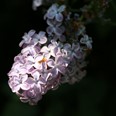 Arboretum Kroužkovací stanice Národního muzea. Zdroj: Národní muzeum