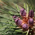 Arboretum Kroužkovací stanice Národního muzea. Zdroj: Národní muzeum