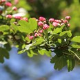 Arboretum Kroužkovací stanice Národního muzea. Zdroj: Národní muzeum