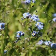 Arboretum Kroužkovací stanice Národního muzea. Zdroj: Národní muzeum