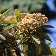 Arboretum Kroužkovací stanice Národního muzea. Zdroj: Národní muzeum