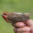 Značí se pouze dobře vybarvení víceletí samci, u nichž je nejvyšší pravděpodobnost, že se na lokalitu opět vrátí. (foto: Pavel Munclinger)